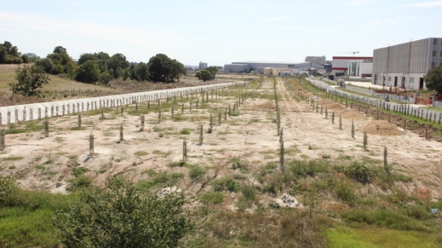 ÇOSB, yeni rekreasyon alanı projesine 3 bin fidan dikti